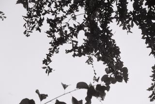 Dark leaves and branches silhouetted against a bright white sky.