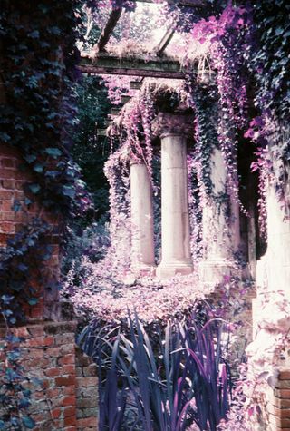Stone columns and a brick wall overgrown with ivy and purple plants.